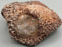 Fossilized Coral