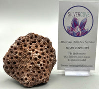 Fossilized Coral