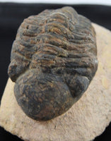 Genuine Moroccan Trilobite