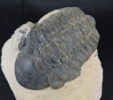 Genuine Moroccan Trilobite