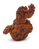 Coprolite Specimen