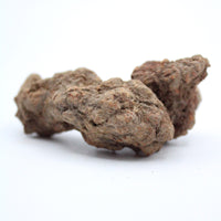 Coprolite Specimen