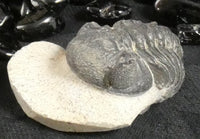 Genuine Fossilized Trilobite