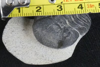 Genuine Fossilized Trilobite